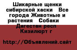 Шикарные щенки сибирской хаски - Все города Животные и растения » Собаки   . Дагестан респ.,Кизилюрт г.